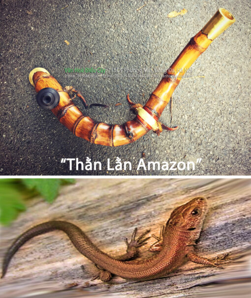 Thằn Lằn Amazon